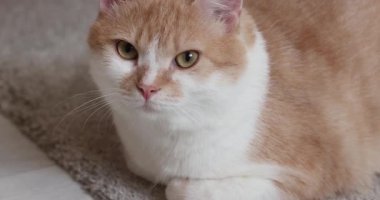 Hoş bir kızıl ve beyaz kedinin halıda dinlenmesi, kameraya doğru bakması ve ev ortamında başını çevirmeden önce yavaşça göz kırpması.