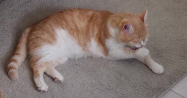 Kırmızı ve beyaz evcil kedi gri bir halıda yatarken dikkatli bir şekilde tüylerini ve pençelerini yalıyor, kedi hijyen davranışlarını ve günlük rutinini yavaş çekimde sergiliyor.