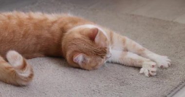 Sevimli tembel kızıl kedi esniyor, esniyor ve evdeki yumuşak halıda yuvarlanıyor. Neşeli ve uykulu evcil hayvan sevimli patilerini göstererek rahat ve rahat bir anın tadını çıkarıyor.