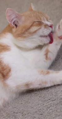 Gri bir halıda uzanmış sevimli kızıl kedi yavaş çekimde titizlikle kendini tımar ediyor. İdeal hijyen ve refah için pembe diliyle yüzünü ve pençesini dikkatlice temizliyor.