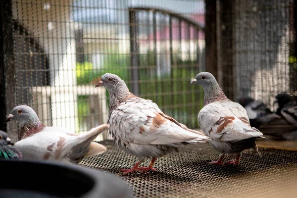 Mealy Color Homing Pigeon Bathing Home Loft — Stock Photo, Image