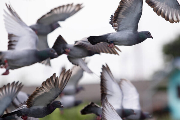 flock of speed racing pigeon taking to fly to mid air