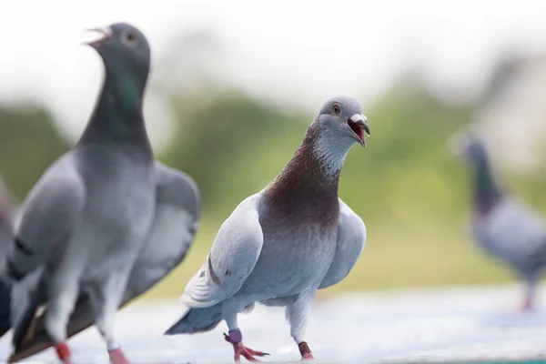 Pigeon Voyageur Bouche Ouverte Pour Respirer Après Avoir Volé Maison — Photo
