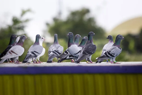 Group Homing Pigeon Standing Loft Trap Daily Exercise — Stock Photo, Image