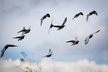 Bulutlu gökyüzünde uçan posta güvercini sürüsü