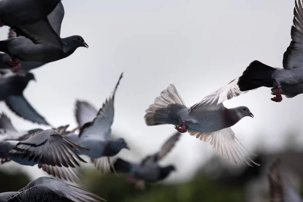 Mouvement Pigeon Voyageur Qui Décolle Sol Vers Vol — Photo