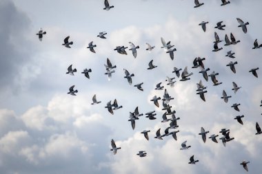 Bulutlu gökyüzünde uçan posta güvercini sürüsü