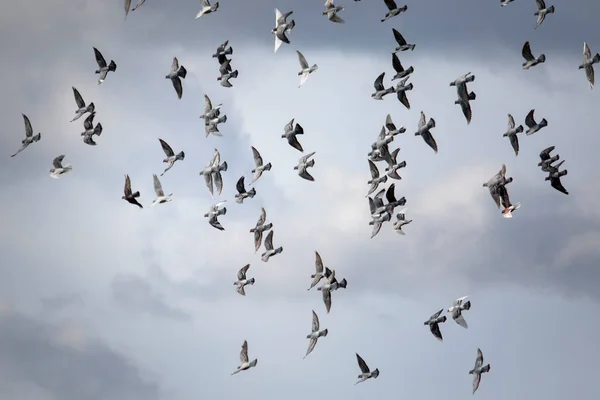 曇った空を飛ぶ鳩の群れ — ストック写真