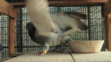 Erkek posta güvercini çatı katında savaşıyor. 