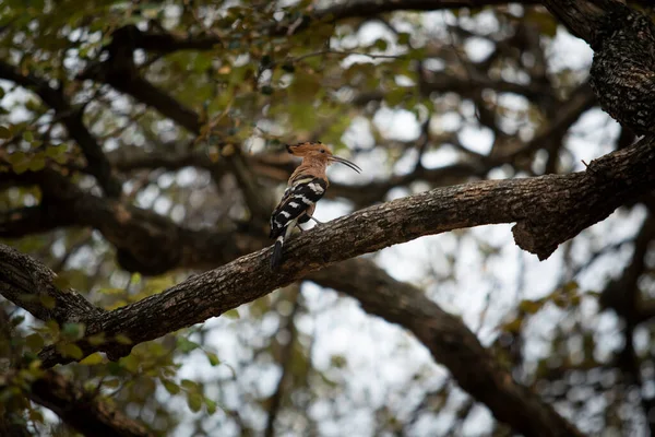 Eurasain Hoopoe Ptak Siedzący Suchej Gałęzi Drzewa — Zdjęcie stockowe