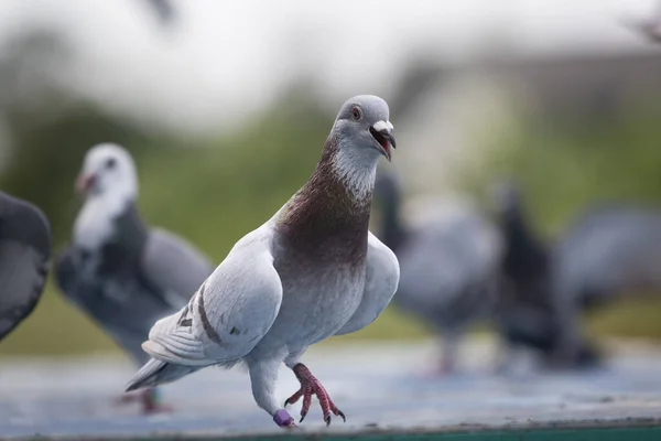 Mealy Color Homing Pigeon Outdoor Exercise Training Racing Season Begin — Stock Photo, Image