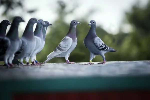 Groupe Pigeon Voyageur Debout Sur Piège Grenier Maison — Photo
