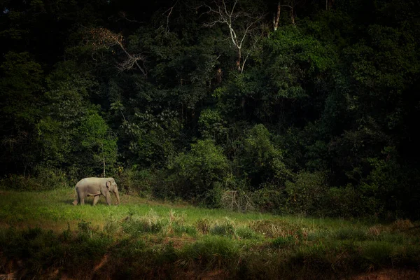 Male Asia Elephant Walking Alone Khaoyai National Park Thailand — Stock Photo, Image