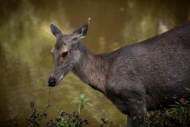 Khaoyai Ulusal Parkı Tayland 'da dişi sambar geyiği.