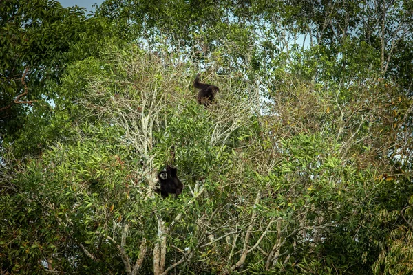 Par Vit Hand Gibbon Khaoyai Nationalpark Thailand — Stockfoto