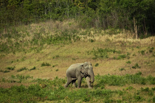 Masculino Ásia Elefante Andando Grama Campo Khaoyai Parque Nacional Tailândia — Fotografia de Stock