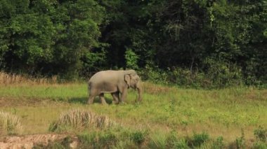 Tayland 'daki Khaoyai Ulusal Parkı' nda beyaz el şablonu.