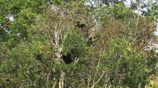Witte Hand Gibbon Khaoyai Nationaal Park Thailand — Stockvideo