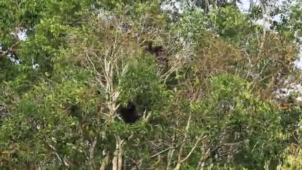 Witte Hand Gibbon Khaoyai Nationaal Park Thailand — Stockvideo
