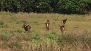 Khaoyai Ulusal Parkı Tayland 'da sambar geyiği.