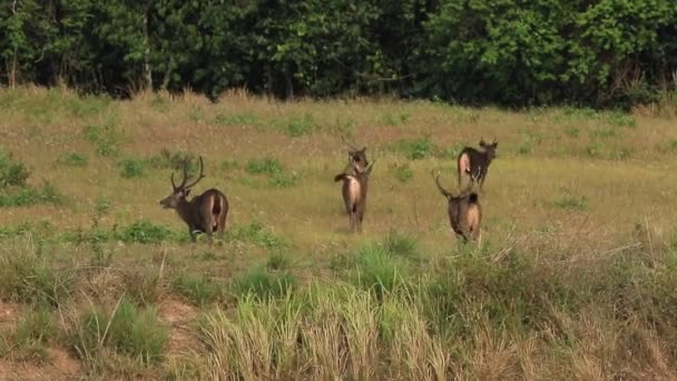 Cerf Sambar Dans Parc National Khaoyai Thailand — Video