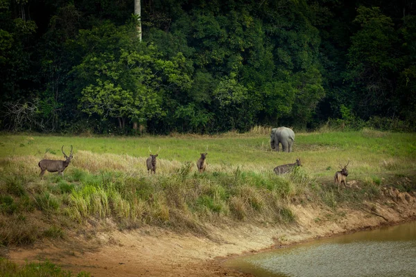 Σμήνος Του Sambar Ελάφι Και Αρσενικό Ελέφαντα Στέκεται Ξηρό Λιβάδι — Φωτογραφία Αρχείου