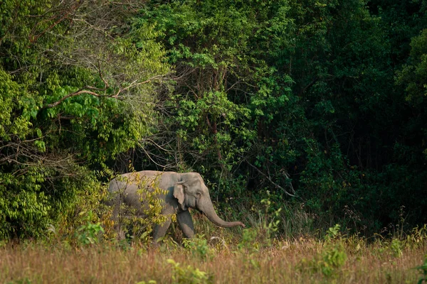 Elefante Macho Caminando Borde Del Bosque Parte Nacional Khaoyai Tailandia —  Fotos de Stock