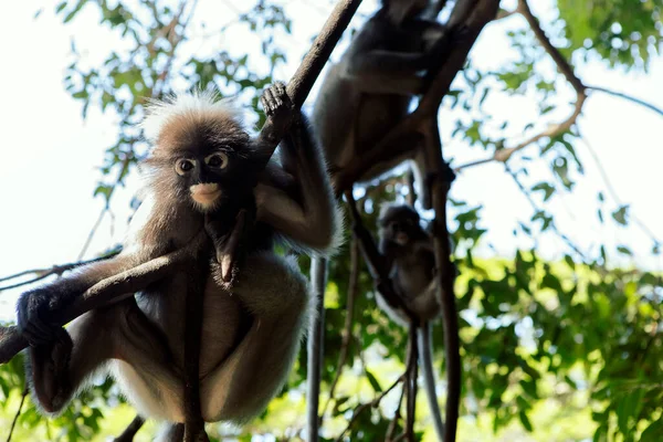 Tayland Güneyindeki Khiri Han Ormanında Yaprak Maymunu Sürüsü — Stok fotoğraf