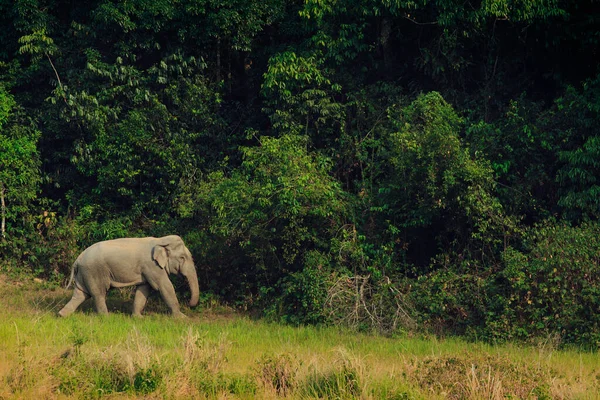 Elefante Salvaje Caminando Por Sendero Animales Parque Nacional Khaoyai Tailandia —  Fotos de Stock