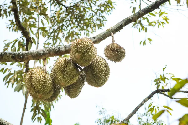 Durian Boomtak Thailand Lokale Boomgaard — Stockfoto