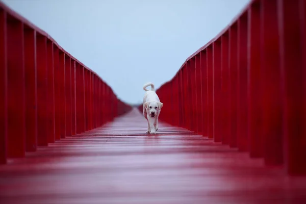 Perspectief Van Witte Hond Wandelen Rode Houten Brug — Stockfoto