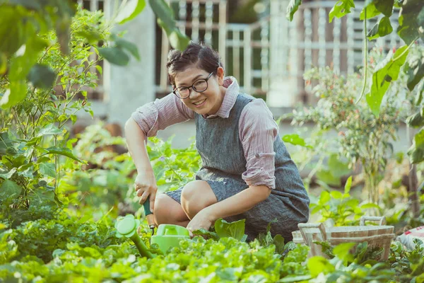 Asiatisk Kvinna Skörda Grönsaker Hemma Trädgård — Stockfoto