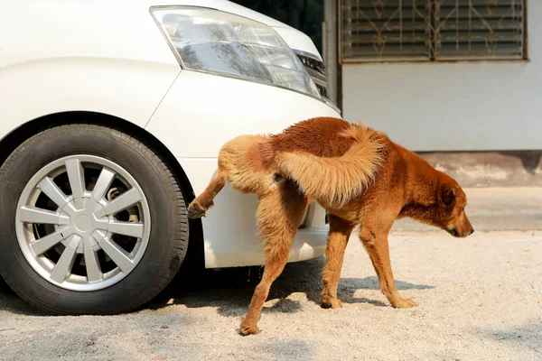 赤い茶色の犬が白い車の前で排尿 — ストック写真