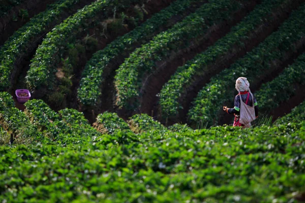 Strawberry Plantation Highmounatin Village Chiangmai Northern Thailand — Stock Photo, Image