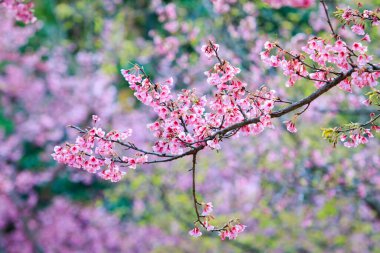 Vahşi Himalaya kirazı, Tayland 'ın kuzeyindeki yüksek dağ chiangmai bölgesinde açan pembe çiçek.