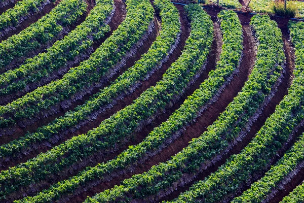 Erdbeerplantage Hochgebirge Chiangmai Nördlich Von Thailand — Stockfoto