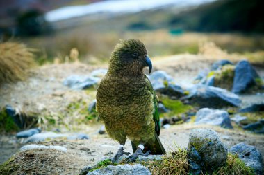 Kea bird ground papağanı Yeni Zelanda 'nın güneyindeki vahşi yaşamın sembollerinden biri. 
