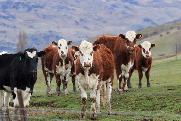 Livestock Rural Farm Southland New Zealand — Stock Photo, Image