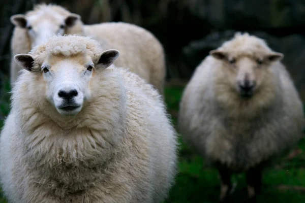 ニュージーランドの農村部の羊は — ストック写真