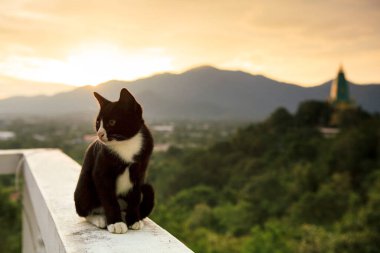 Güzel siyah beyaz kedi çimento çitin üzerinde oturuyor yükselen güneşe karşı