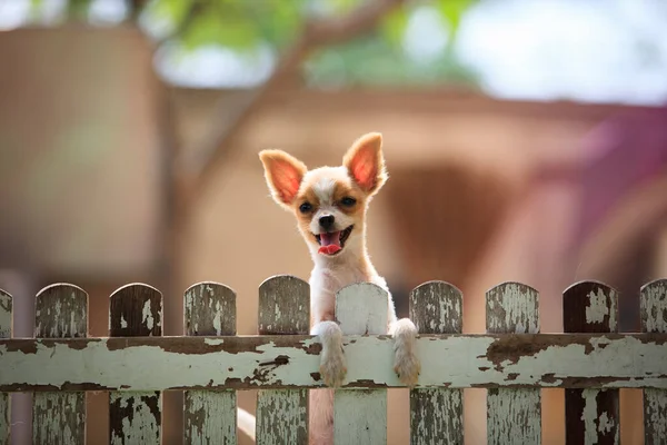 Kleine Pomeranian Hond Klimmen Naar Huis Houten Hek — Stockfoto
