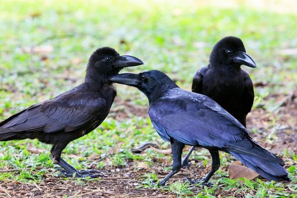 Ομάδα Μαύρο Κοράκι Κοράκι Πουλί Στέκεται Στο Έδαφος — Φωτογραφία Αρχείου