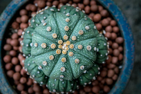 Κορυφαία Άποψη Του Astrophytum Asterias Κάκτος Κατά Φύτευση Γλάστρα — Φωτογραφία Αρχείου