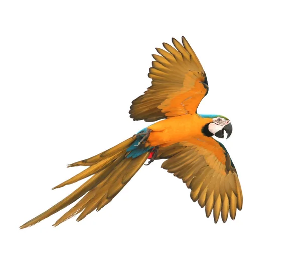 Modrá Žlutá Macaw Pták Létání Izolovat Bílé Pozadí — Stock fotografie