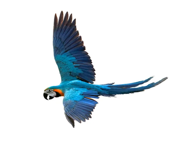 Modrý Zlatý Macaw Pták Létající Izolovat Bílé Pozadí Macaw Jedním — Stock fotografie