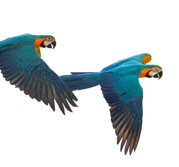 Blå Guld Makaw Fågel Flyger Isolat Vit Bakgrund — Stockfoto