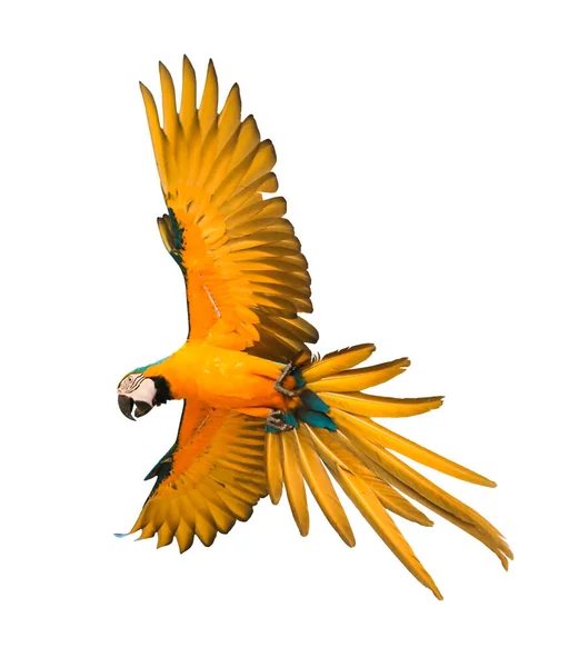 Modrá Žlutá Macaw Pták Létání Mid Air Izolovat Bílé Pozadí — Stock fotografie