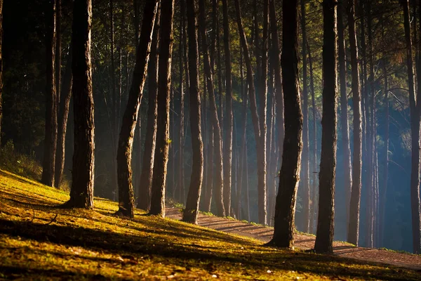 Las Sosnowy Piękne Poranne Światło Słoneczne Pang Ung Mae Hong — Zdjęcie stockowe