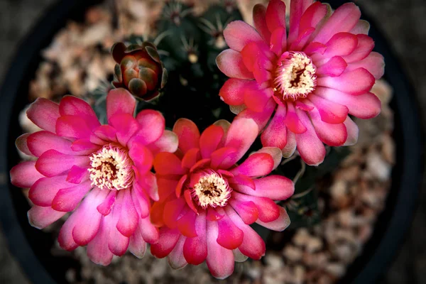 Vrchní Pohled Květ Gymnocalycium Baldianum — Stock fotografie