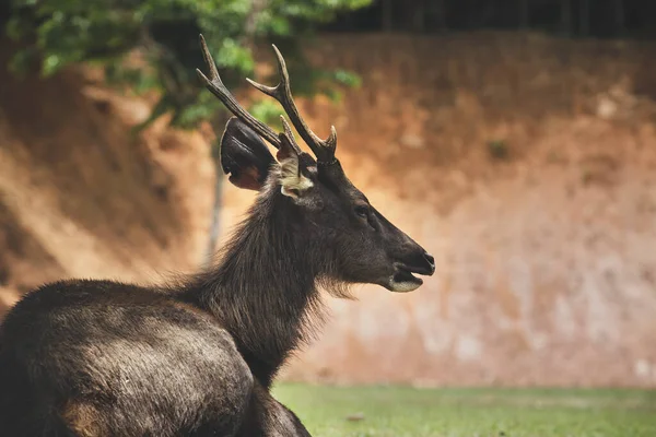 Portrait Sambar Deer Khaoyai National Park Thailand — Stock Photo, Image
